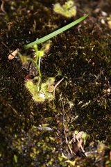 Drosera modesta