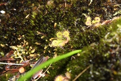 Drosera modesta