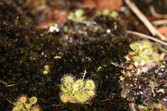 Drosera modesta