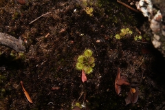 Drosera modesta
