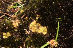 Drosera modesta