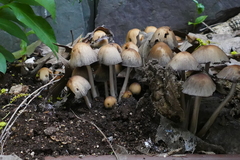 Coprinellus