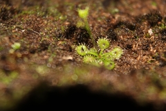 Drosera modesta