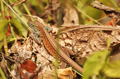 Cnemidophorus gaigei