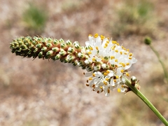 Dalea candida oligophylla