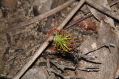 Drosera scorpioides