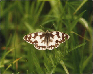 Marbled White, photo 7 of 7