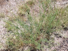 Dalea candida oligophylla