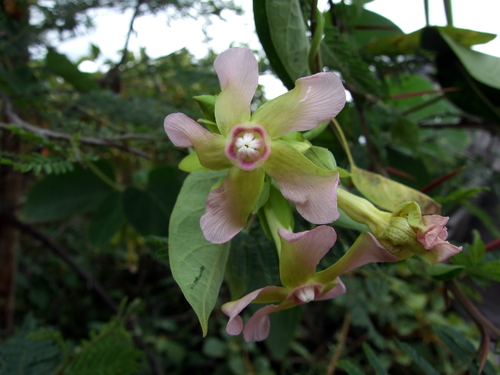 Prestonia cordifolia image