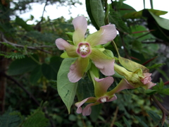 Image of Prestonia cordifolia