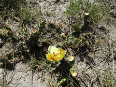 Opuntia fusco-atra