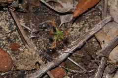 Drosera scorpioides