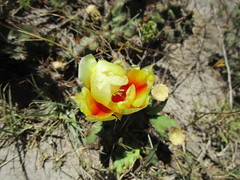 Opuntia fusco-atra