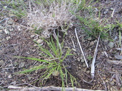 Dichanthelium linearifolium