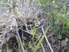 Dichanthelium linearifolium