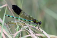 Calopteryx aequabilis