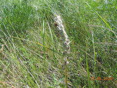 Pedicularis dasystachys