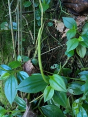 Peperomia glabella
