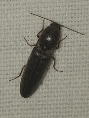 Gambrinus griseus