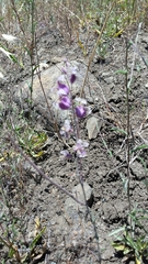 Streptanthus glandulosus glandulosus