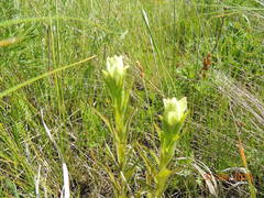 Castilleja pallida