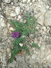 Astragalus hypoglottis