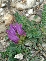 Astragalus hypoglottis