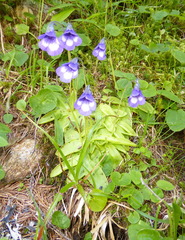 Pinguicula leptoceras