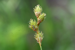 Carex bicknellii
