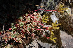 Sedum obtusatum
