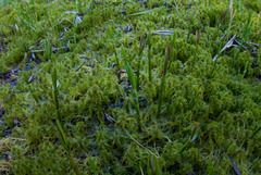 Dulichium arundinaceum