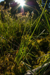 Carex canescens