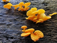 Favolaschia thwaitesii