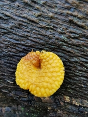 Favolaschia thwaitesii
