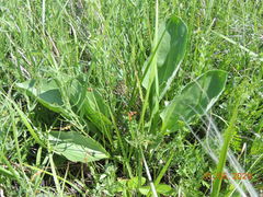 Plantago maxima