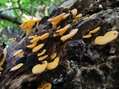 Favolaschia thwaitesii