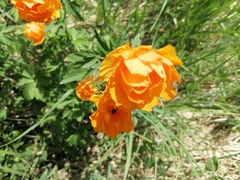 Trollius altaicus