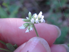 Dorycnium