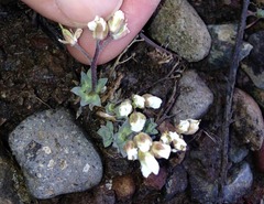 Cusickiella douglasii