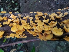 Favolaschia thwaitesii