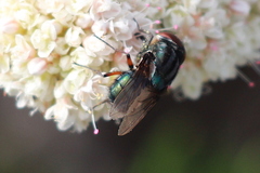 Compsomyiops callipes