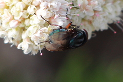 Compsomyiops callipes