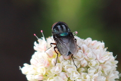 Compsomyiops callipes