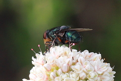 Compsomyiops callipes