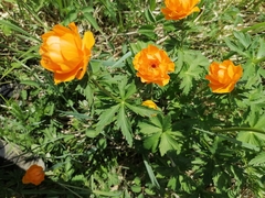 Trollius altaicus