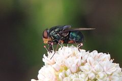 Compsomyiops callipes