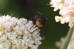 Compsomyiops callipes