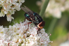 Compsomyiops callipes