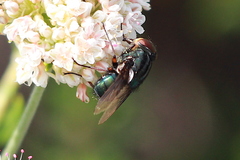 Compsomyiops callipes