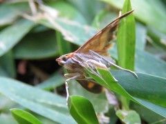 Pyrausta onythesalis